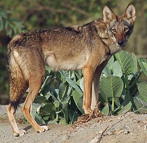 Arabian wolf in Jordan.jpg