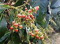 Arbutus canariensis kz7