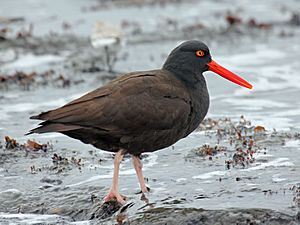 Black Oystercatcher HMB RWD4.jpg