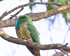 Blue bearded Bee eater