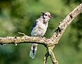 Blue jay fledgling (53513)