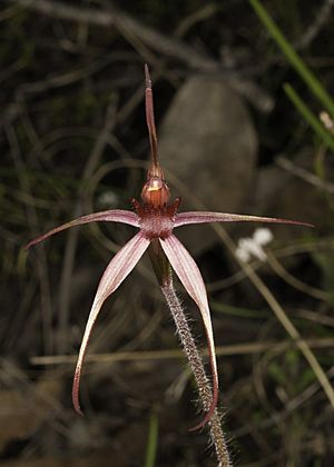 Caladenia orestes.jpg