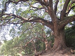 Camphor Grove Sha Tau Kok