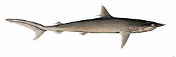 Carcharhinus falciformis