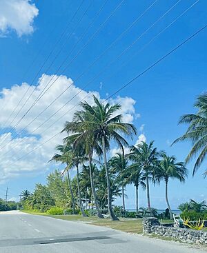 Cayman Islands palms