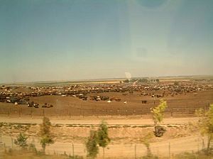 Cows on ranch