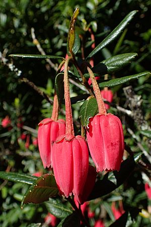 Crinodendron hookerianum kz03.jpg