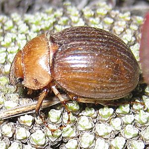 Cromwell chafer closeup.jpg