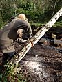 Cutting a fallen Birch in Gunnersbury Triangle