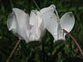 Cyclamen auricles