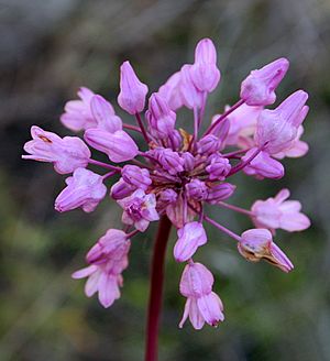 Dichelostemma volubile.jpg