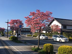 Dogwood in Nagano