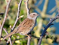 Dunnock crop2.jpg