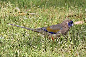 Eastern Bluebonnet JCB