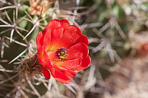 Echinocereus triglochidiatus 0001