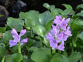 Eichhornia crassipes A