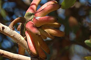 Eucalyptus-20070325-012