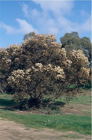 Eucalyptus calycogona.jpg