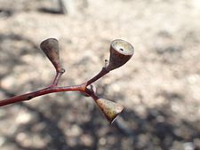 Eucalyptus magnificata fruit