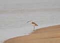 Eurasian Curlew at Chilika Lake