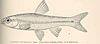 FMIB 40137 Notropis nux Evermann Type Neches River, Palestine, Texas.jpeg