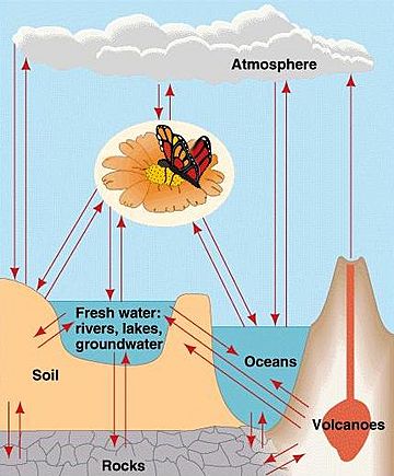 Generalized biogeochemical cycle