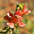 Hairy Indigo (Indigofera hirsuta) (6372953579)