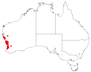 Hakea candolleanaDistMap17.png