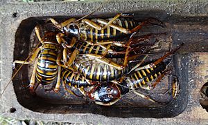 Hemideina crassidens harem