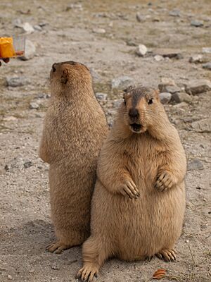 Himalayan Marmots