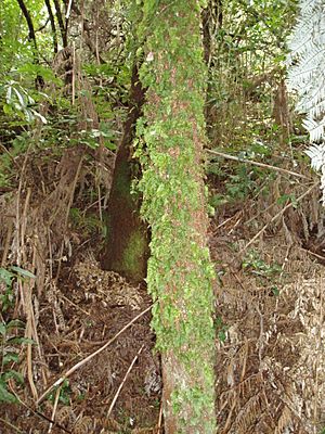 Hymenophyllum flabellatum Labill. (AM AK295395-1)