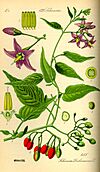 Illustration Solanum dulcamara0.jpg