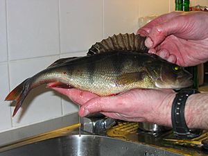 Jigged perch