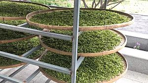 Longjing tea 12