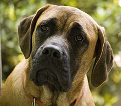 Luga English Mastiff