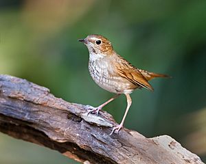 Luscinia sibilans - Khao Yai.jpg