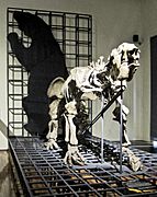 Megatherium americanum1