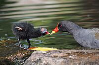 Moorhen feeding chick