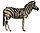 NIE 1905 Horse - Burchell's zebra.jpg