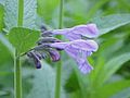 Nepeta sibirica5