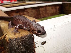 Northwestern salamander