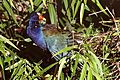 PURPLE GALLINULE PREENING