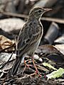 Paddyfield Pipit