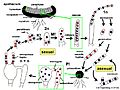 Pezizales, Ascomycota Life Cycle