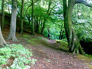 Prestwich Clough near M60