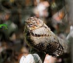 Puerto Rican nightjar Chick 2