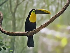 Ramphastidae - Ramphastos ambiguus