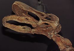 Rapetosaurus krausei, cast skull, ROM