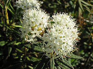 Rhododendron groenlandicum.jpg