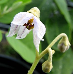 Solanum nelsonii (5188555844)